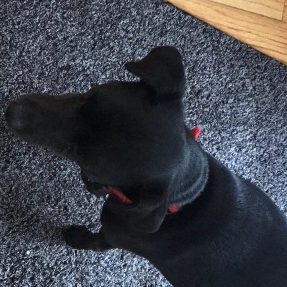 Meet your Posher, Chas - Picture 1 of 1